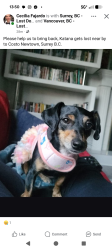 Lost Female Dog last seen None, Surrey, BC V3V 1X3