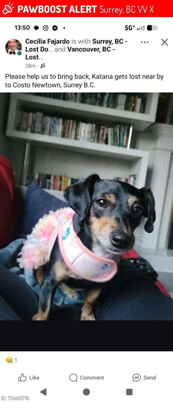 Lost Female Dog last seen None, Surrey, BC V3V 1X3