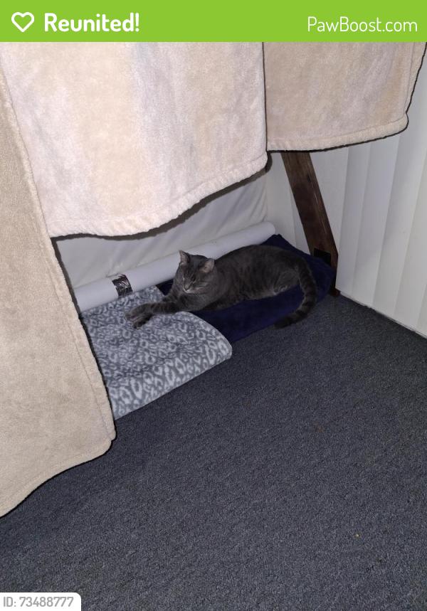 Reunited Male Cat last seen Peralta St & 13th St, Oakland, CA 94607, USA, Oakland, CA 94607