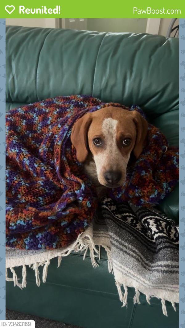 Reunited Female Dog last seen Holston river road, Boyd’s bridge pike, holston river park, Knoxville, TN 37914