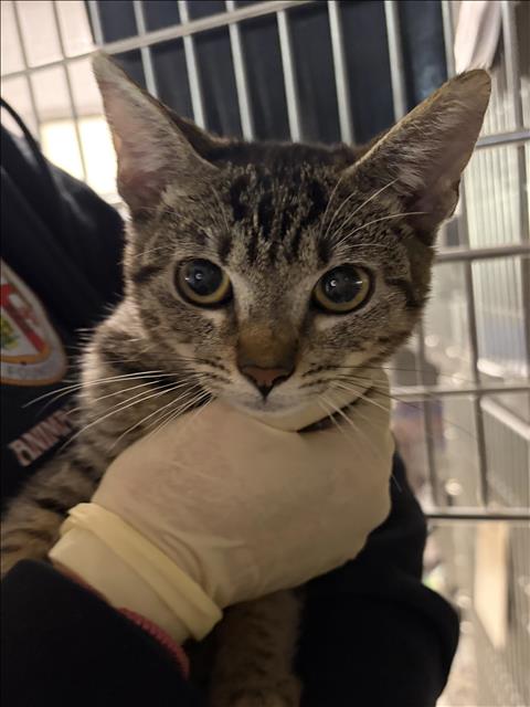 Shelter Stray Female Cat last seen , 11361 W Pico Blvd, Los Angeles, CA 90064, USA