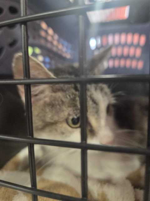 Shelter Stray Female Cat last seen Near BLOCK WINKLER, 3528 Newburg Rd, Louisville, KY 40218, USA