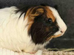 Shelter Stray Male Rodent last seen FOUND AT EMPLOYEE GATE, 5821 Sweetwater Rd, Bonita, CA 91902, USA