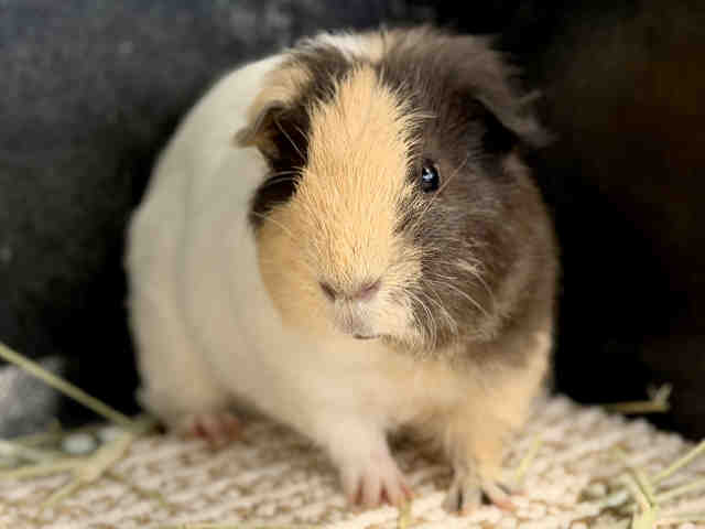 Shelter Stray Male Rodent last seen FOUND AT EMPLOYEE GATE, 5821 Sweetwater Rd, Bonita, CA 91902, USA