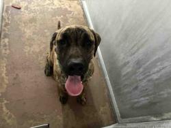 Shelter Stray Male Dog last seen , 5821 Sweetwater Rd, Bonita, CA 91902, USA