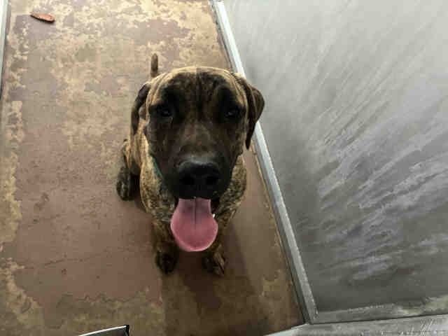 Shelter Stray Male Dog last seen , 5821 Sweetwater Rd, Bonita, CA 91902, USA