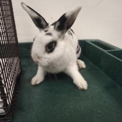 Shelter Stray Female Other last seen , 3201 Lacy St, Los Angeles, CA 90031, USA