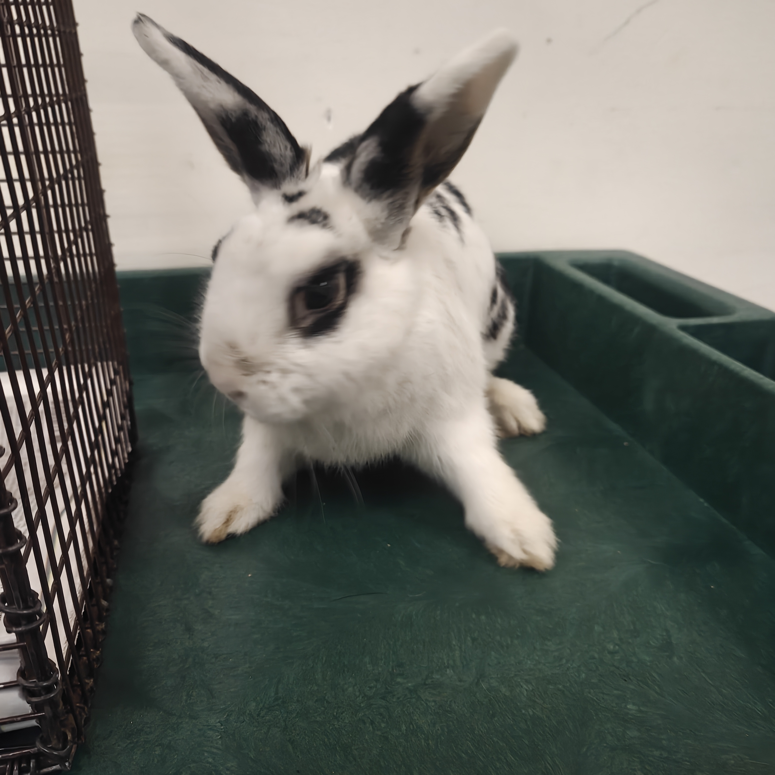 Shelter Stray Female Other last seen , 3201 Lacy St, Los Angeles, CA 90031, USA