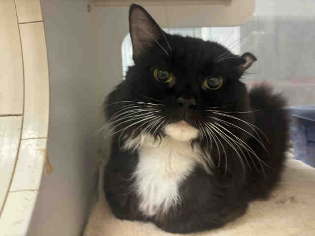 Shelter Stray Male Cat last seen RAMONA, 2481 Palomar Airport Rd, Carlsbad, CA 92011, USA
