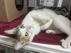 Shelter Stray Female Cat last seen PARADISE MOUNTAIN RD, 2481 Palomar Airport Rd, Carlsbad, CA 92011, USA