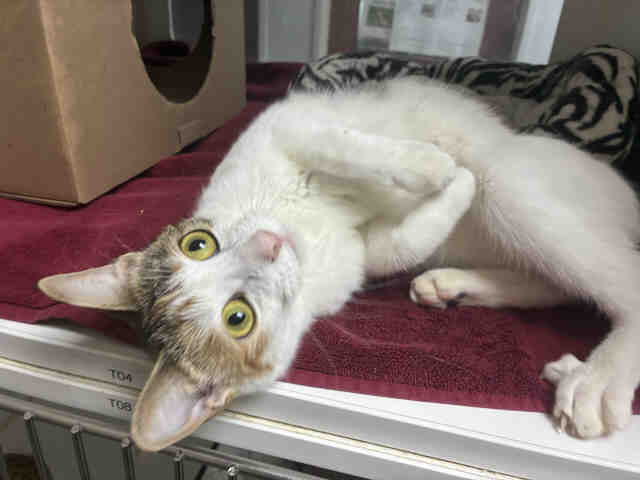 Shelter Stray Female Cat last seen PARADISE MOUNTAIN RD, 2481 Palomar Airport Rd, Carlsbad, CA 92011, USA