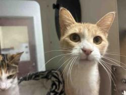 Shelter Stray Female Cat last seen PARADISE MOUNTAIN RD, 2481 Palomar Airport Rd, Carlsbad, CA 92011, USA