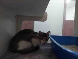 Shelter Stray Male Cat last seen PARADISE MOUNTAIN RD, 2481 Palomar Airport Rd, Carlsbad, CA 92011, USA