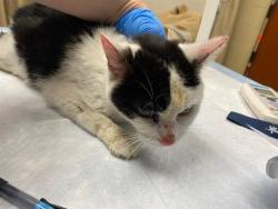 Shelter Stray Female Cat last seen , 3839 W Burnham St, West Milwaukee, WI 53215, USA