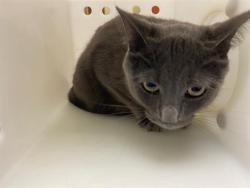 Shelter Stray Male Cat last seen S 13TH ST - PARK, 3839 W Burnham St, West Milwaukee, WI 53215, USA