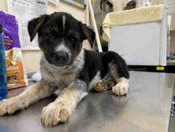 Shelter Stray Male Dog last seen , 2481 Palomar Airport Rd, Carlsbad, CA 92011, USA