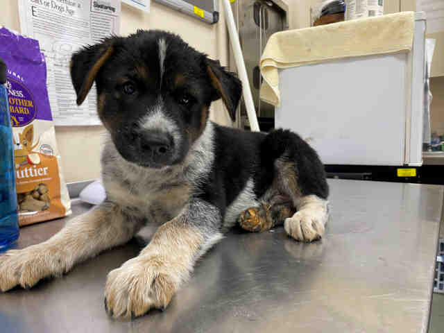 Shelter Stray Male Dog last seen , 2481 Palomar Airport Rd, Carlsbad, CA 92011, USA