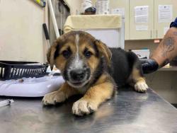 Shelter Stray Male Dog last seen , 2481 Palomar Airport Rd, Carlsbad, CA 92011, USA