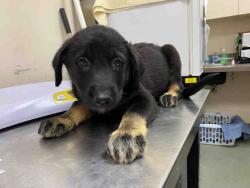 Shelter Stray Female Dog last seen , 2481 Palomar Airport Rd, Carlsbad, CA 92011, USA