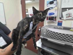 Shelter Stray Female Cat last seen SILVER PINE RD, 2481 Palomar Airport Rd, Carlsbad, CA 92011, USA