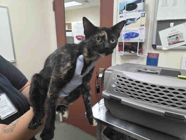 Shelter Stray Female Cat last seen SILVER PINE RD, 2481 Palomar Airport Rd, Carlsbad, CA 92011, USA