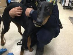 Shelter Stray Male Dog last seen Near BLOCK RIVERVIEW DR, JURUPA VALLEY, CA, 6851 Van Buren Boulevard, Jurupa Valley, CA 92509, USA