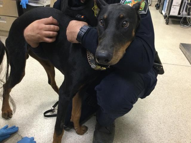 Shelter Stray Male Dog last seen Near BLOCK RIVERVIEW DR, JURUPA VALLEY, CA, 6851 Van Buren Boulevard, Jurupa Valley, CA 92509, USA