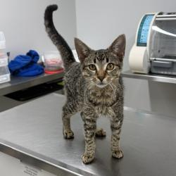 Shelter Stray Male Cat last seen Near BLOCK ROWE ST, DETROIT MI 48205, 1431 E Ferry St, Detroit, MI 48211, USA