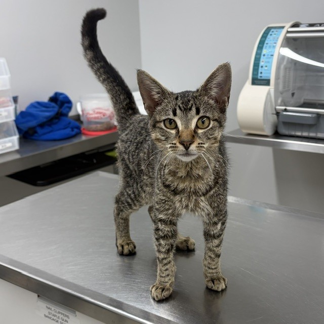 Shelter Stray Male Cat last seen Near BLOCK ROWE ST, DETROIT MI 48205, 1431 E Ferry St, Detroit, MI 48211, USA