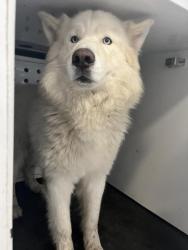 Shelter Stray Male Dog last seen Near BLOCK RIVERVIEW DR, JURUPA VALLEY, CA, 6851 Van Buren Boulevard, Jurupa Valley, CA 92509, USA