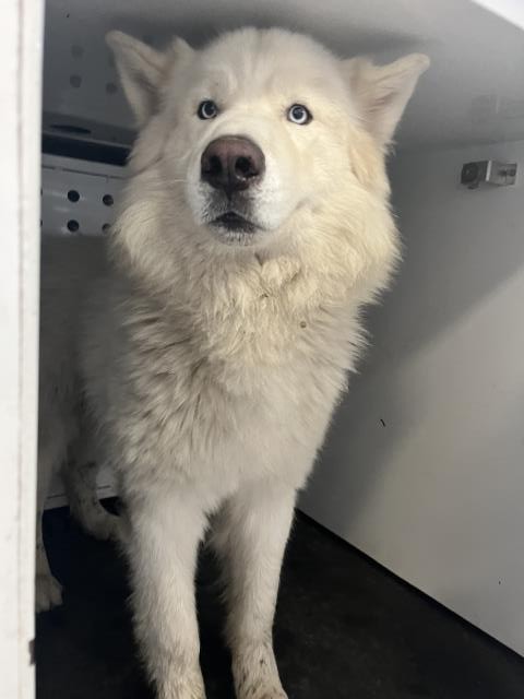 Shelter Stray Male Dog last seen Near BLOCK RIVERVIEW DR, JURUPA VALLEY, CA, 6851 Van Buren Boulevard, Jurupa Valley, CA 92509, USA