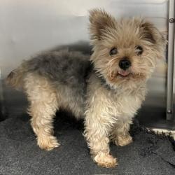 Shelter Stray Male Dog last seen Near BLOCK WILDEMERE ST, DETROIT MI 48221, 1431 E Ferry St, Detroit, MI 48211, USA