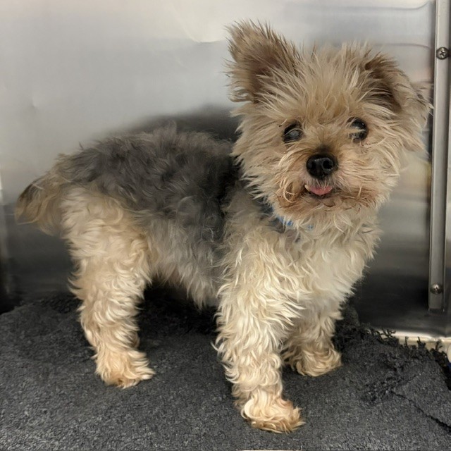 Shelter Stray Male Dog last seen Near BLOCK WILDEMERE ST, DETROIT MI 48221, 1431 E Ferry St, Detroit, MI 48211, USA