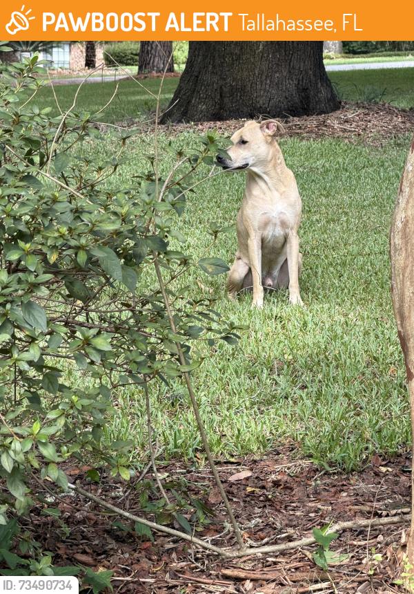 Found/Stray Male Dog last seen Bourgogne Drive and Napoleon Bonaparte, Tallahassee, FL 32308
