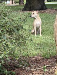 Found/Stray Male Dog last seen Bourgogne Drive and Napoleon Bonaparte, Tallahassee, FL 32308