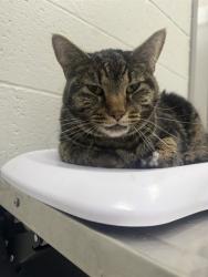 Shelter Stray Male Cat last seen OUT OF JURIS, 5001 E Raymond St, Indianapolis, IN 46203, USA
