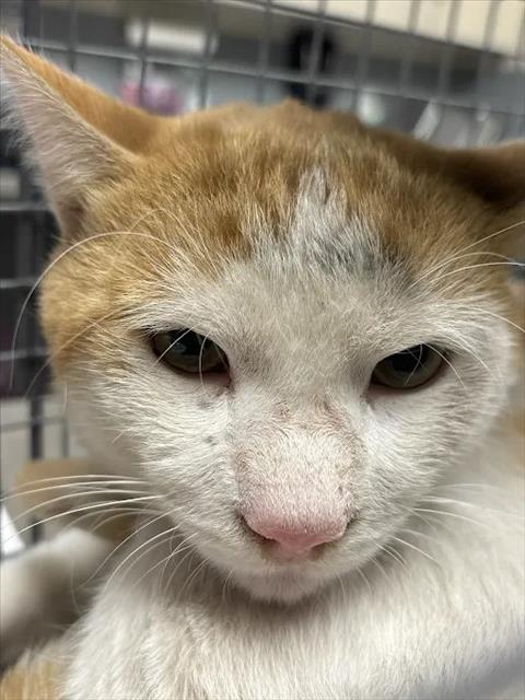 Shelter Stray Male Cat last seen Near BLK OF WIND RIVER DR, 655 N Mojave Rd, Las Vegas, NV 89101, USA