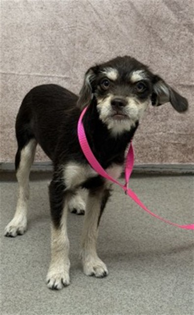 Shelter Stray Female Dog last seen MOUNT VERNON X D ST, 333 Chandler Pl, San Bernardino, CA 92408, USA