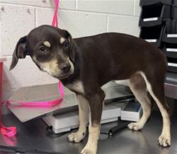 Shelter Stray Female Dog last seen MOUNT VERNON X D ST, 333 Chandler Pl, San Bernardino, CA 92408, USA