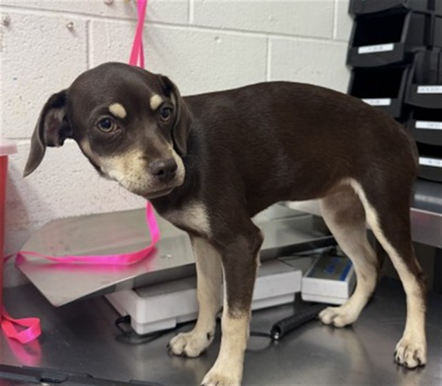 Shelter Stray Female Dog last seen MOUNT VERNON X D ST, 333 Chandler Pl, San Bernardino, CA 92408, USA