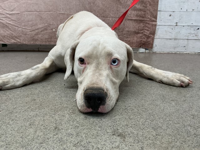 Shelter Stray Female Dog last seen CHERYLE CT & CYNTHIA ST, SAN BERNARDINO, CA, 92407, USA, 333 Chandler Pl, San Bernardino, CA 92408, USA
