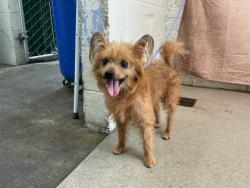 Shelter Stray Male Dog last seen AMPM ON BARTON RD, 333 Chandler Pl, San Bernardino, CA 92408, USA