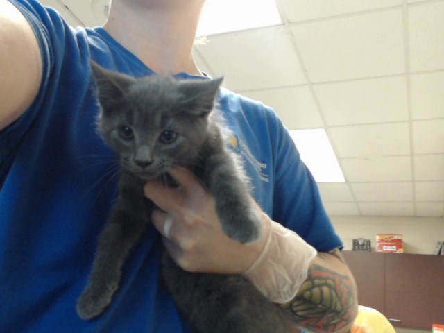 Shelter Stray Female Cat last seen Near BLOCK BELFORD RD, FAYETTEVILLE NC 28314, 4704 Corporation Dr, Fayetteville, NC 28306, USA