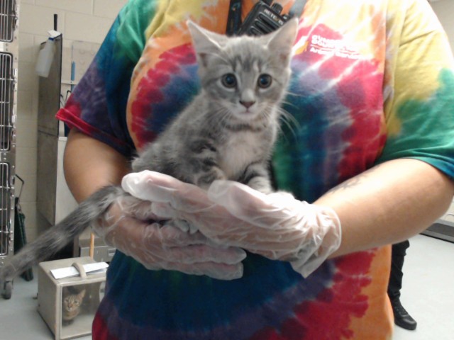 Shelter Stray Female Cat last seen Near BLOCK BELFORD RD, FAYETTEVILLE NC 28314, 4704 Corporation Dr, Fayetteville, NC 28306, USA