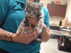 Shelter Stray Male Cat last seen Near BLOCK BELFORD RD, FAYETTEVILLE NC 28314, 4704 Corporation Dr, Fayetteville, NC 28306, USA