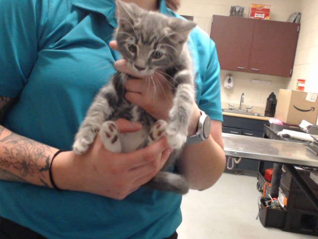 Shelter Stray Male Cat last seen Near BLOCK BELFORD RD, FAYETTEVILLE NC 28314, 4704 Corporation Dr, Fayetteville, NC 28306, USA