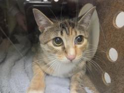 Shelter Stray Female Cat last seen Near BLOCK SE 226TH ST, KENT WA 98031, 21615 64th Ave S, Kent, WA 98032, USA