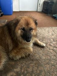 Reunited Unknown Dog last seen Conrad Sawmill Rd / Grapevine, Lewisville, NC 27023