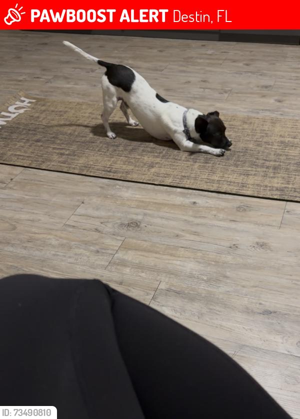 Lost Male Dog last seen Destin Walmart, Destin, FL 32541