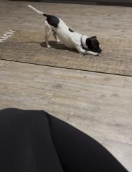 Lost Male Dog last seen Destin Walmart, Destin, FL 32541